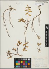 Foto von Salix repens subsp. incubacea (L.) A. Neumann